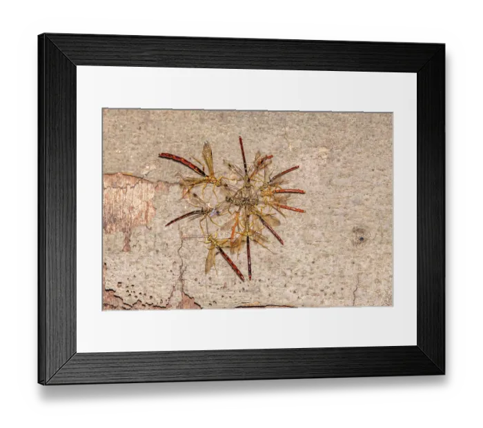 Framed Print : Group of Long-tailed giant ichneumonid wasps (Megarhyssa macrurus)