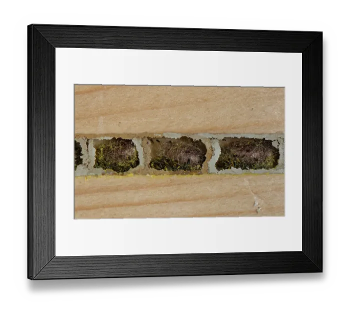 Framed Print : Red mason bee (Osmia bicornis) cocoons and larval droppings within nest cells sealed with mud in an insect hotel, Wiltshire, England, UK. November Framed Print : Red mason bee (Osmia bicornis) cocoons and larval droppings within nest cells sealed with mud in an insect hotel, Wiltshire, England, UK. November