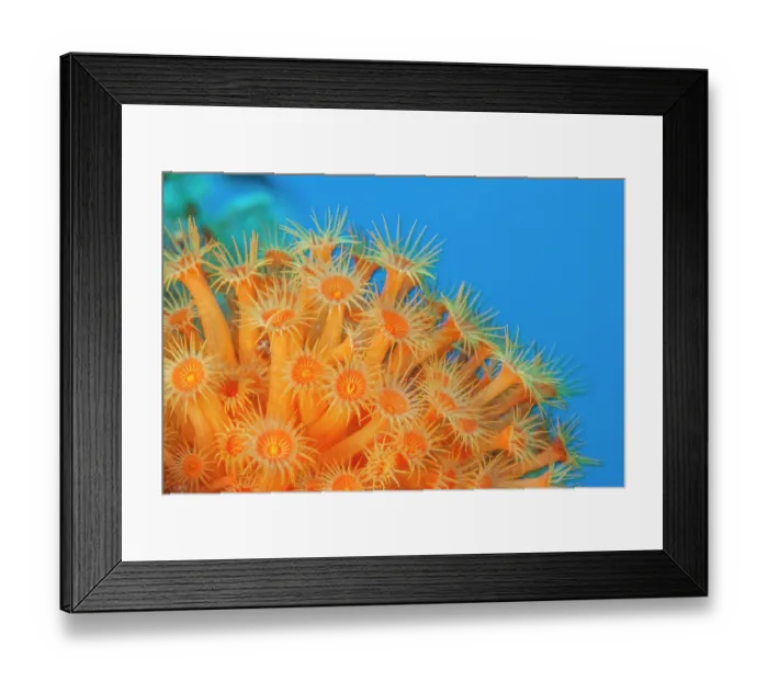 Framed Print : Yellow cluster anemone (Parazoanthus axinellae) portrait, Ventimiglia, Italy, Ligurian Sea, Mediterranean Sea Framed Print : Yellow cluster anemone (Parazoanthus axinellae) portrait, Ventimiglia, Italy, Ligurian Sea, Mediterranean Sea