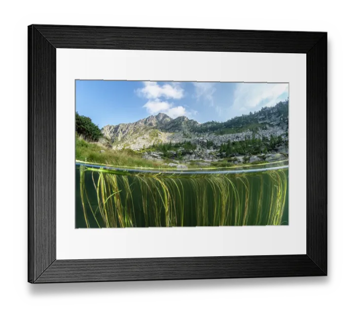 Framed Print : Split level view of Floating bur-reed (Sparganium angustifolium) in lake and mountains in background, Lake di Starlaresc da Sgiof, Upper Verzasca Valley, Ticino, Switzerland Framed Print : Split level view of Floating bur-reed (Sparganium angustifolium) in lake and mountains in background, Lake di Starlaresc da Sgiof, Upper Verzasca Valley, Ticino, Switzerland