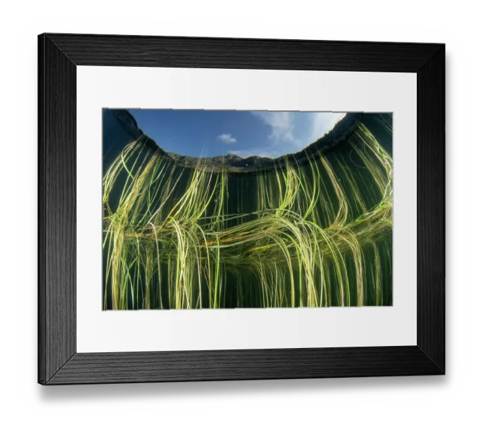 Framed Print : Floating bur-reed (Sparganium angustifolium) reflecting close to the water surface, Lake di Starlaresc da Sgiof, Upper Verzasca Valley, Ticino, Switzerland. August Framed Print : Floating bur-reed (Sparganium angustifolium) reflecting close to the water surface, Lake di Starlaresc da Sgiof, Upper Verzasca Valley, Ticino, Switzerland. August