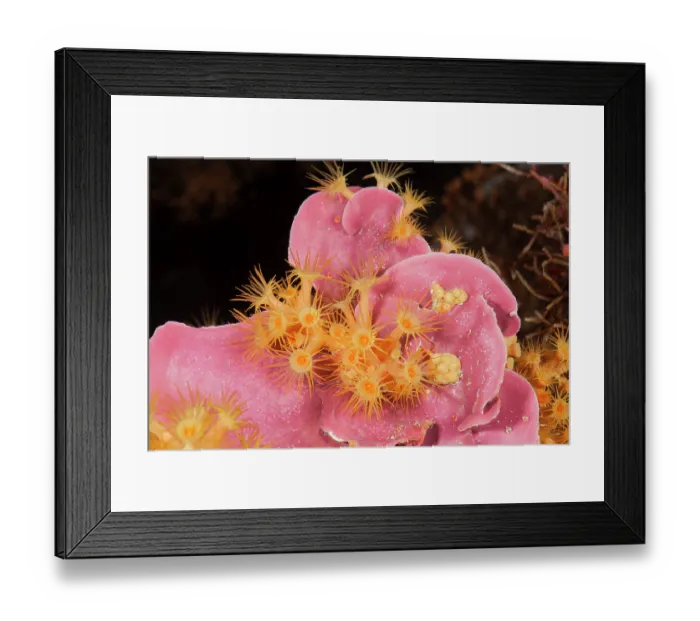 Framed Print : Yellow cluster anemone (Parazoanthus axinellae) on pink hard coral, Ventimiglia, Italy, Ligurian Sea, Mediterranean Sea Framed Print : Yellow cluster anemone (Parazoanthus axinellae) on pink hard coral, Ventimiglia, Italy, Ligurian Sea, Mediterranean Sea