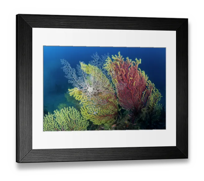 Framed Print : Basket star (Astrospartus mediterraneus) on seafan, Bicolor red gorgonian (Paramuricea clavata), Ventimiglia, Italy, Ligurian Sea, Mediterranean Sea Framed Print : Basket star (Astrospartus mediterraneus) on seafan, Bicolor red gorgonian (Paramuricea clavata), Ventimiglia, Italy, Ligurian Sea, Mediterranean Sea