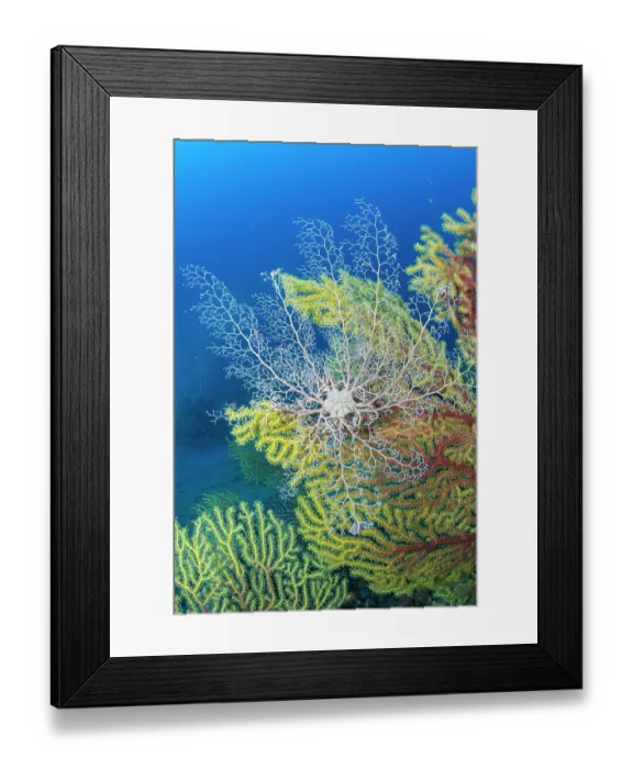 Framed Print : Basket star (Astrospartus mediterraneus) on seafan, Bicolor red gorgonian (Paramuricea clavata), Ventimiglia, Italy, Ligurian Sea, Mediterranean Sea Framed Print : Basket star (Astrospartus mediterraneus) on seafan, Bicolor red gorgonian (Paramuricea clavata), Ventimiglia, Italy, Ligurian Sea, Mediterranean Sea