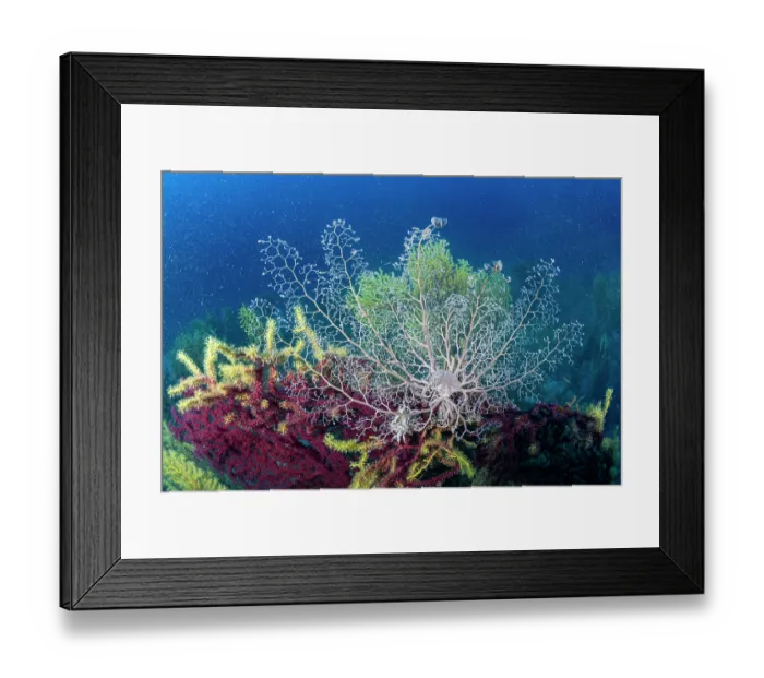 Framed Print : Basket star (Astrospartus mediterraneus) on seafan, Bicolor red gorgonian (Paramuricea clavata), Ventimiglia, Italy, Ligurian Sea, Mediterranean Sea Framed Print : Basket star (Astrospartus mediterraneus) on seafan, Bicolor red gorgonian (Paramuricea clavata), Ventimiglia, Italy, Ligurian Sea, Mediterranean Sea