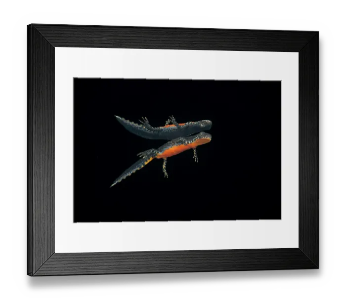 Framed Print : Alpine newt (Ichthyosaura alpestris) reflecting on the surface of lake, Lake di Starlaresc da Sgiof, Upper Verzasca Valley, Ticino, Switzerland. August