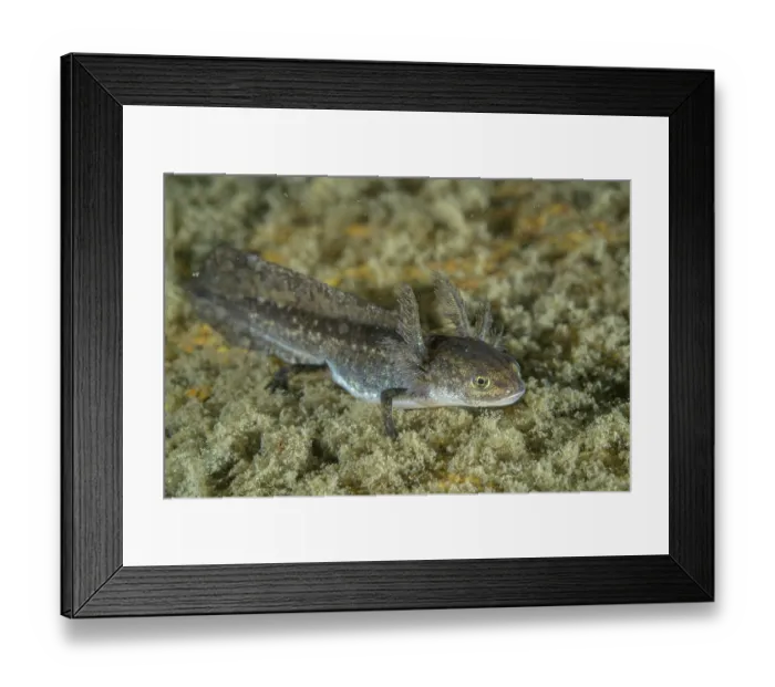 Framed Print : Alpine newt (Ichthyosaura alpestris) adult with gills, portrait, Lake di Starlaresc da Sgiof, Upper Verzasca Valley, Ticino, Switzerland. August Framed Print : Alpine newt (Ichthyosaura alpestris) adult with gills, portrait, Lake di Starlaresc da Sgiof, Upper Verzasca Valley, Ticino, Switzerland. August