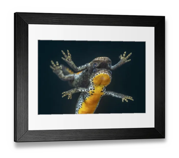 Framed Print : Alpine newt (Ichthyosaura alpestris) reflecting on the surface of lake, Lake di Starlaresc da Sgiof, Upper Verzasca Valley, Ticino, Switzerland. August Framed Print : Alpine newt (Ichthyosaura alpestris) reflecting on the surface of lake, Lake di Starlaresc da Sgiof, Upper Verzasca Valley, Ticino, Switzerland. August
