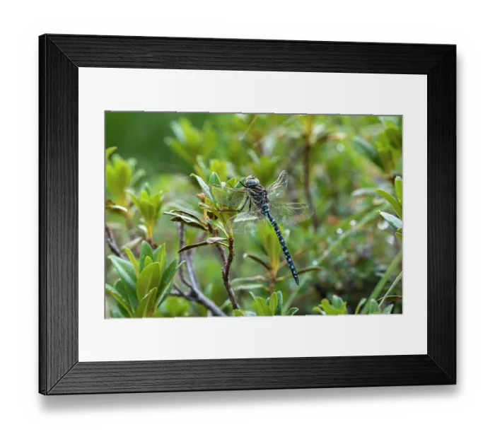 Framed Print : Common hawker (Aeshna juncea) resting on vegetation, Lake di Starlaresc da Sgiof, Upper Verzasca Valley, Ticino, Switzerland. August Framed Print : Common hawker (Aeshna juncea) resting on vegetation, Lake di Starlaresc da Sgiof, Upper Verzasca Valley, Ticino, Switzerland. August