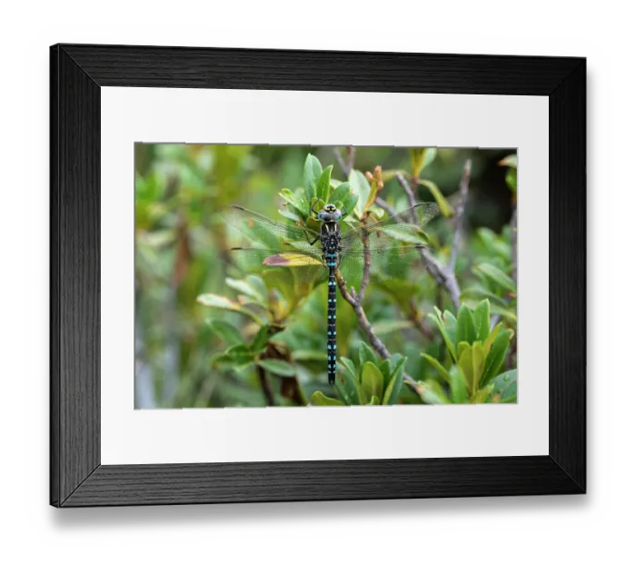 Framed Print : Common hawker (Aeshna juncea) resting on vegetation, Lake di Starlaresc da Sgiof, Upper Verzasca Valley, Ticino, Switzerland. August Framed Print : Common hawker (Aeshna juncea) resting on vegetation, Lake di Starlaresc da Sgiof, Upper Verzasca Valley, Ticino, Switzerland. August