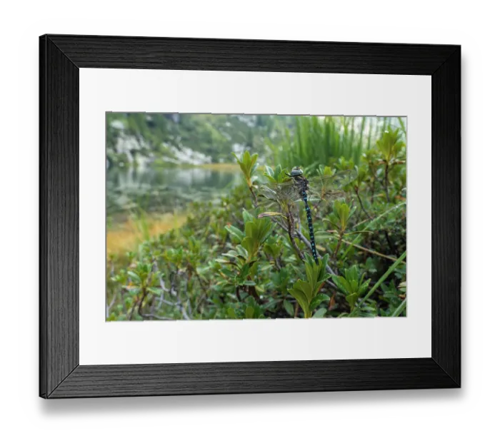 Framed Print : Common hawker (Aeshna juncea) resting on vegetation, Lake di Starlaresc da Sgiof, Upper Verzasca Valley, Ticino, Switzerland. August Framed Print : Common hawker (Aeshna juncea) resting on vegetation, Lake di Starlaresc da Sgiof, Upper Verzasca Valley, Ticino, Switzerland. August