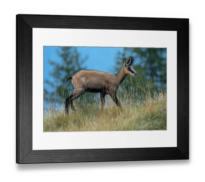 Framed Print : Alpine chamois (Rupicapra rupicapra) standing on mountainside, Lake di Starlaresc da Sgiof, Upper Verzasca Valley, Ticino, Switzerland. August Framed Print : Alpine chamois (Rupicapra rupicapra) standing on mountainside, Lake di Starlaresc da Sgiof, Upper Verzasca Valley, Ticino, Switzerland. August