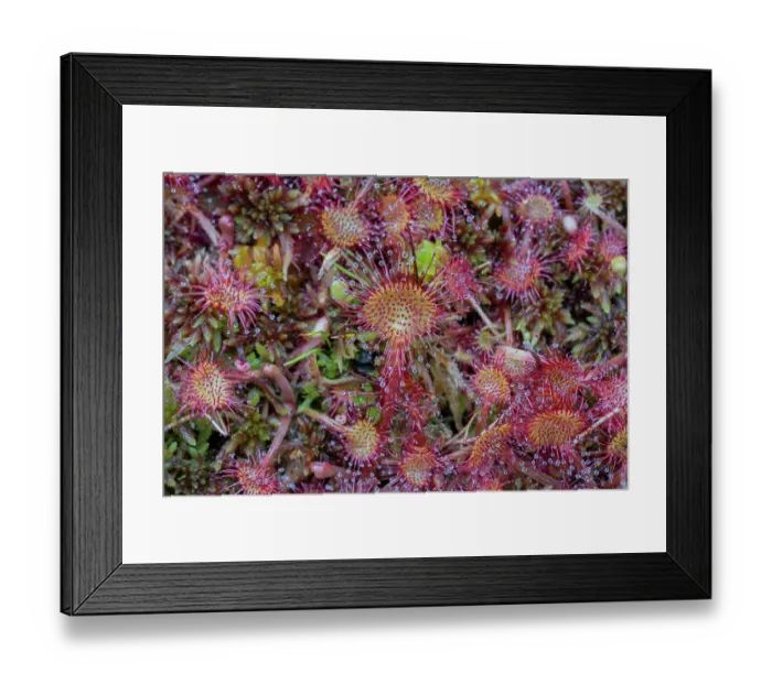 Framed Print : Round-leaved sundew (Drosera rotundifolia), Lake di Starlaresc da Sgiof, Upper Verzasca Valley, Ticino, Switzerland. July Framed Print : Round-leaved sundew (Drosera rotundifolia), Lake di Starlaresc da Sgiof, Upper Verzasca Valley, Ticino, Switzerland. July