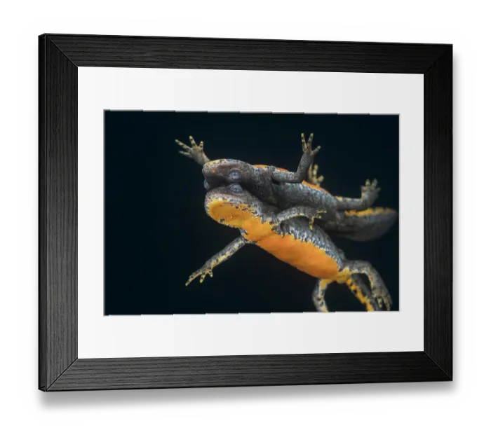 Framed Print : Alpine newt (Ichthyosaura alpestris) reflecting on the surface of lake, Lake di Starlaresc da Sgiof, Upper Verzasca Valley, Ticino, Switzerland. August Framed Print : Alpine newt (Ichthyosaura alpestris) reflecting on the surface of lake, Lake di Starlaresc da Sgiof, Upper Verzasca Valley, Ticino, Switzerland. August