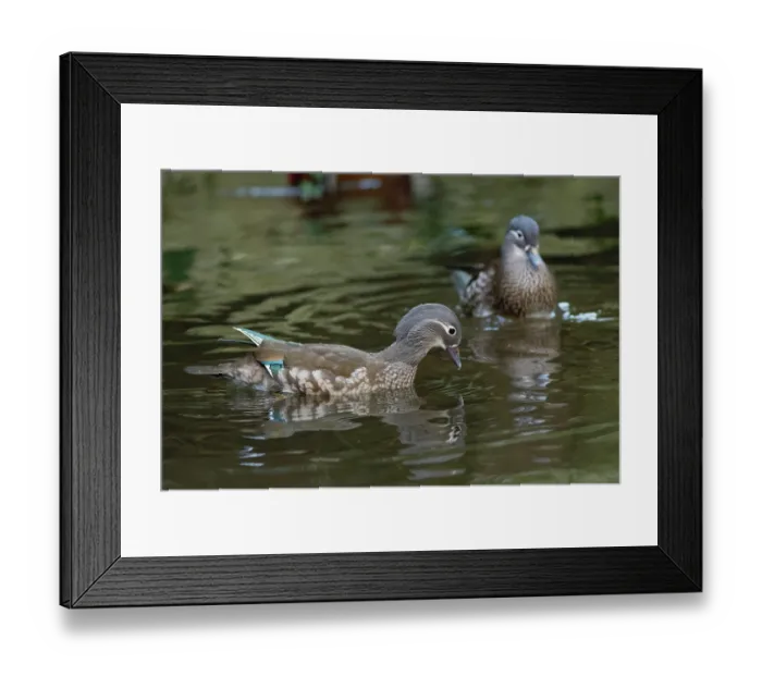 Framed Print : Two Mandarin duck (Aix galericulata) Framed Print : Two Mandarin duck (Aix galericulata)