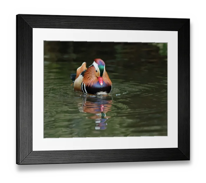 Framed Print : Mandarin duck (Aix galericulata) drake paddling its feet while looking down to stir up sunken grain on the floor of a shallow pond where tourists have been throwing bird food Framed Print : Mandarin duck (Aix galericulata) drake paddling its feet while looking down to stir up sunken grain on the floor of a shallow pond where tourists have been throwing bird food