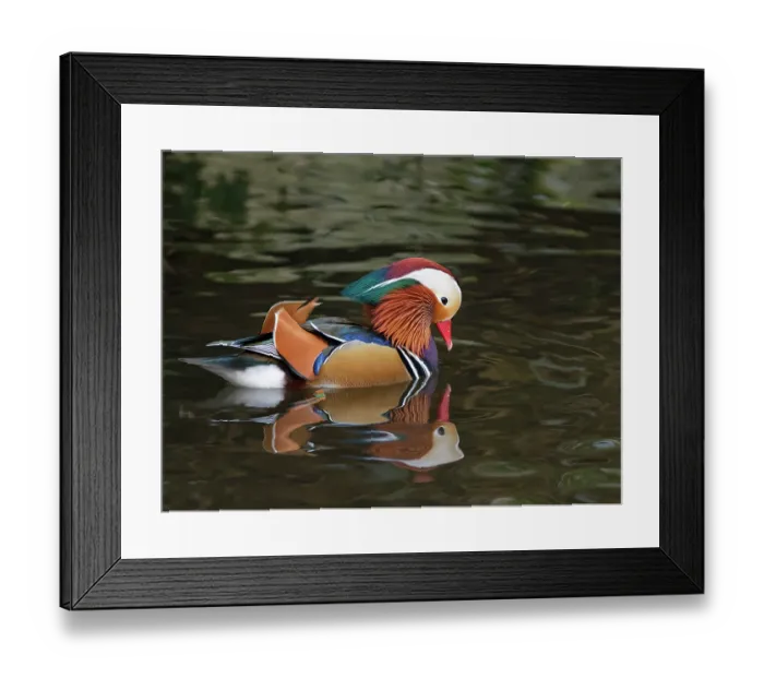 Framed Print : Mandarin duck (Aix galericulata) drake, looking down foraging for sunken grain in a shallow pond where tourists have been throwing bird food, Forest of Dean, Gloucestershire Framed Print : Mandarin duck (Aix galericulata) drake, looking down foraging for sunken grain in a shallow pond where tourists have been throwing bird food, Forest of Dean, Gloucestershire