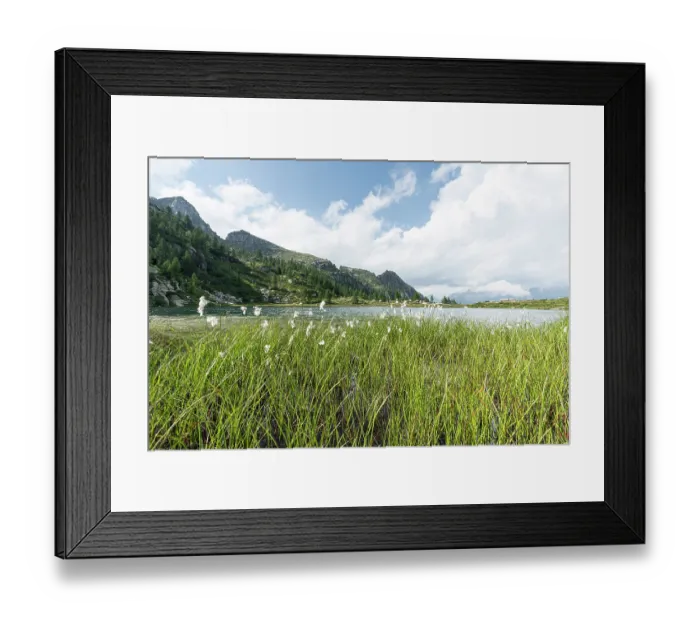 Framed Print : Floating bur-reeds (Sparganium angustifolium) in flower at lake surface with mountains in background, Lake di Starlaresc da Sgiof, Upper Verzasca Valley, Ticino, Switzerland. July Framed Print : Floating bur-reeds (Sparganium angustifolium) in flower at lake surface with mountains in background, Lake di Starlaresc da Sgiof, Upper Verzasca Valley, Ticino, Switzerland. July