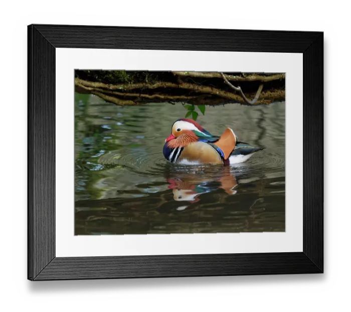 Framed Print : Mandarin duck (Aix galericulata) drake, paddling its feet to stir up sunken grain on the floor of a shallow pond where tourists have been throwing bird food, Forest of Dean Framed Print : Mandarin duck (Aix galericulata) drake, paddling its feet to stir up sunken grain on the floor of a shallow pond where tourists have been throwing bird food, Forest of Dean
