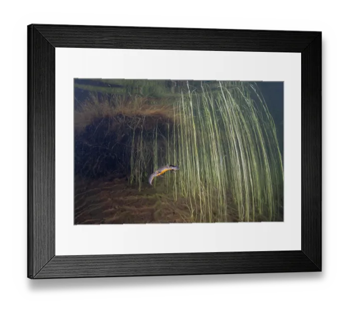 Framed Print : Alpine newt (Ichthyosaura alpestris) female, floating in lake among Floating bur-reed (Sparganium angustifolium), Lake di Starlaresc da Sgiof, Upper Verzasca Valley, Ticino Framed Print : Alpine newt (Ichthyosaura alpestris) female, floating in lake among Floating bur-reed (Sparganium angustifolium), Lake di Starlaresc da Sgiof, Upper Verzasca Valley, Ticino