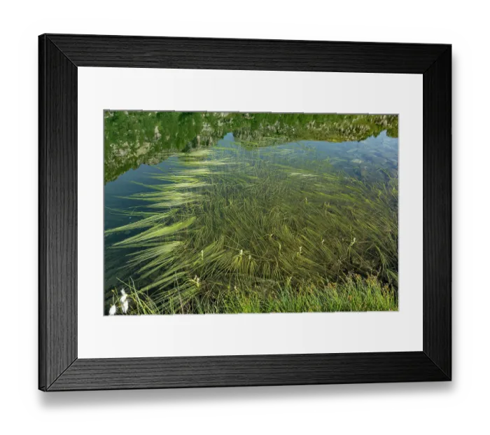 Framed Print : Floating bur-reeds (Sparganium angustifolium) at lake surface, Lake di Starlaresc da Sgiof, Upper Verzasca Valley, Ticino, Switzerland. July Framed Print : Floating bur-reeds (Sparganium angustifolium) at lake surface, Lake di Starlaresc da Sgiof, Upper Verzasca Valley, Ticino, Switzerland. July