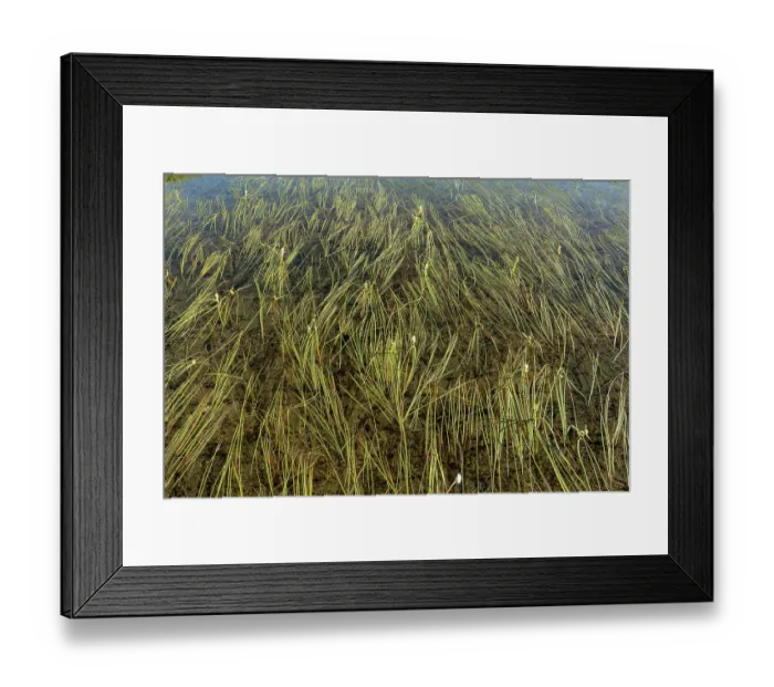 Framed Print : Floating bur-reeds (Sparganium angustifolium) just under surface of lake, Lake di Starlaresc da Sgiof, Upper Verzasca Valley, Ticino, Switzerland. July
