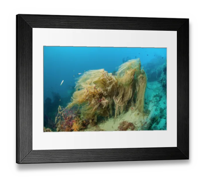 Framed Print : Red sea fan (Paramuricea clavata) covered in mucilage, Ventimiglia, Italy, Ligurian Sea, Mediterranean Sea Framed Print : Red sea fan (Paramuricea clavata) covered in mucilage, Ventimiglia, Italy, Ligurian Sea, Mediterranean Sea