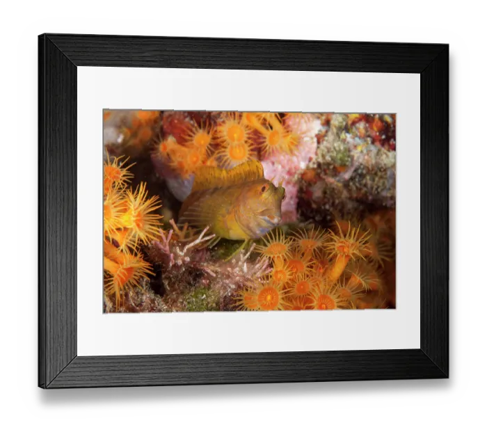 Framed Print : Ringneck blenny (Parablennius pilicornis) peering out between Yellow cluster anemone (Parazoanthus axinellae), Ventimiglia, Italy, Ligurian Sea, Mediterranean Sea Framed Print : Ringneck blenny (Parablennius pilicornis) peering out between Yellow cluster anemone (Parazoanthus axinellae), Ventimiglia, Italy, Ligurian Sea, Mediterranean Sea