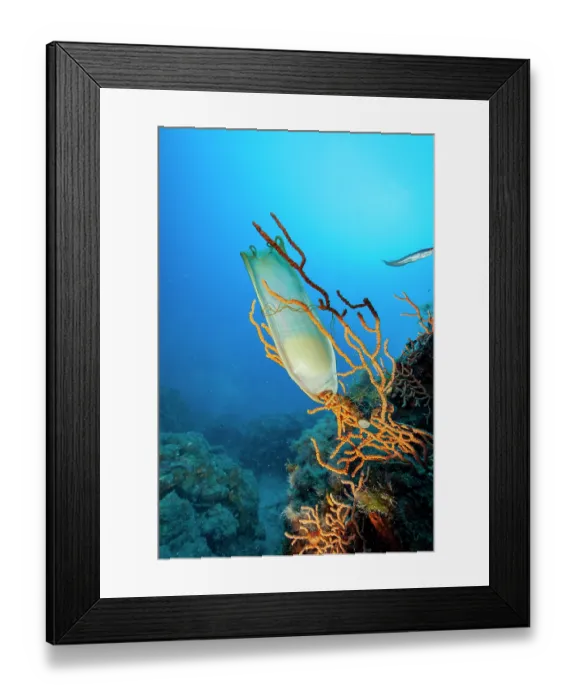 Framed Print : Catshark (Scyliorhinus sp.) egg on seafan. Ventimiglia, Italy, Ligurian Sea, Mediterranean Sea Framed Print : Catshark (Scyliorhinus sp.) egg on seafan. Ventimiglia, Italy, Ligurian Sea, Mediterranean Sea