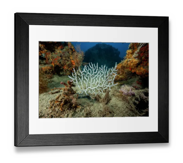 Framed Print : Warty gorgonian (Eunicella verrucosa) on seabed, Ventimiglia, Italy, Ligurian Sea, Mediterranean Sea Framed Print : Warty gorgonian (Eunicella verrucosa) on seabed, Ventimiglia, Italy, Ligurian Sea, Mediterranean Sea
