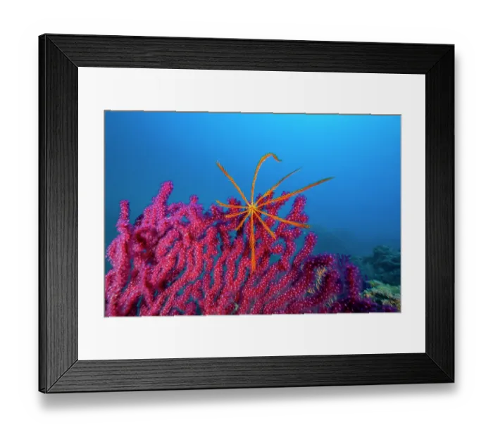 Framed Print : Feather star on Red gorgonian (Paramuricea clavata), Ventimiglia, Italy, Ligurian Sea, Mediterranean Sea