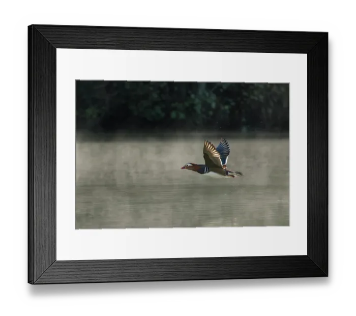 Framed Print : Mandarin duck (Aix galericulata) drake flying low over a woodland pond through morning mist, Forest of Dean, Gloucestershire, England, UK. October