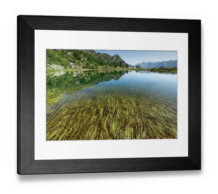 Framed Print : Floating bur-reeds (Sparganium angustifolium) at lake surface with mountains in background, Lake di Starlaresc da Sgiof, Upper Verzasca Valley, Ticino, Switzerland. July Framed Print : Floating bur-reeds (Sparganium angustifolium) at lake surface with mountains in background, Lake di Starlaresc da Sgiof, Upper Verzasca Valley, Ticino, Switzerland. July