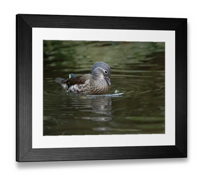 Framed Print : Mandarin duck (Aix galericulata) female, paddling its feet while looking down to stir up sunken grain on the floor of a shallow pond where tourists have been throwing bird food Framed Print : Mandarin duck (Aix galericulata) female, paddling its feet while looking down to stir up sunken grain on the floor of a shallow pond where tourists have been throwing bird food