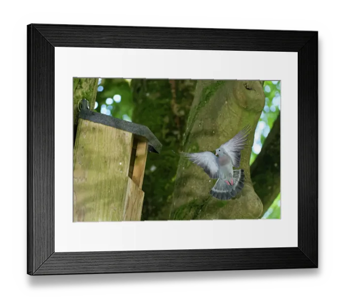 Framed Print : Stock dove (Columba oenas) flying from a large nest box it is breeding in, Wiltshire garden, England, UK. June Framed Print : Stock dove (Columba oenas) flying from a large nest box it is breeding in, Wiltshire garden, England, UK. June