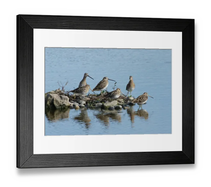Framed Print : Group of Common snipes (Gallinago gallinago) resting on a small island in a shallow freshwater lake, Gloucestershire, England, UK. October Framed Print : Group of Common snipes (Gallinago gallinago) resting on a small island in a shallow freshwater lake, Gloucestershire, England, UK. October