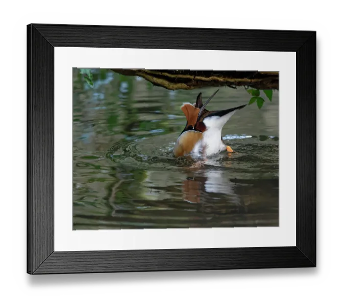 Framed Print : Mandarin duck (Aix galericulata) drake, up-ending and foraging for sunken grain in a shallow pond where tourists have been throwing bird food, Forest of Dean, Gloucestershire Framed Print : Mandarin duck (Aix galericulata) drake, up-ending and foraging for sunken grain in a shallow pond where tourists have been throwing bird food, Forest of Dean, Gloucestershire