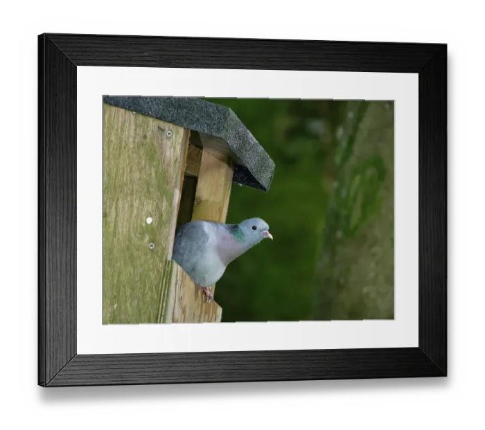 Framed Print : Stock dove (Columba oenas) peering from the entrance of a large nest box it is breeding in, Wiltshire garden, England, UK. June Framed Print : Stock dove (Columba oenas) peering from the entrance of a large nest box it is breeding in, Wiltshire garden, England, UK. June