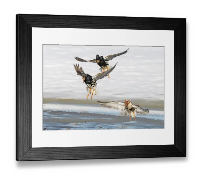 Framed Print : Three Ruffs (Calidris pugnax) male, flying in to join the lek, Pokka, Finnish Lapland. May