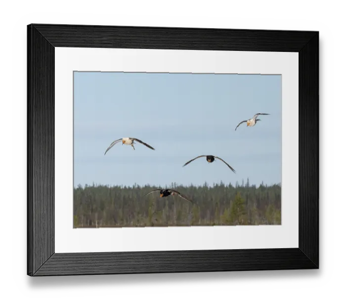 Framed Print : Four Ruffs (Calidris pugnax) male, flying in to join the lek, Pokka, Finnish Lapland. May Framed Print : Four Ruffs (Calidris pugnax) male, flying in to join the lek, Pokka, Finnish Lapland. May