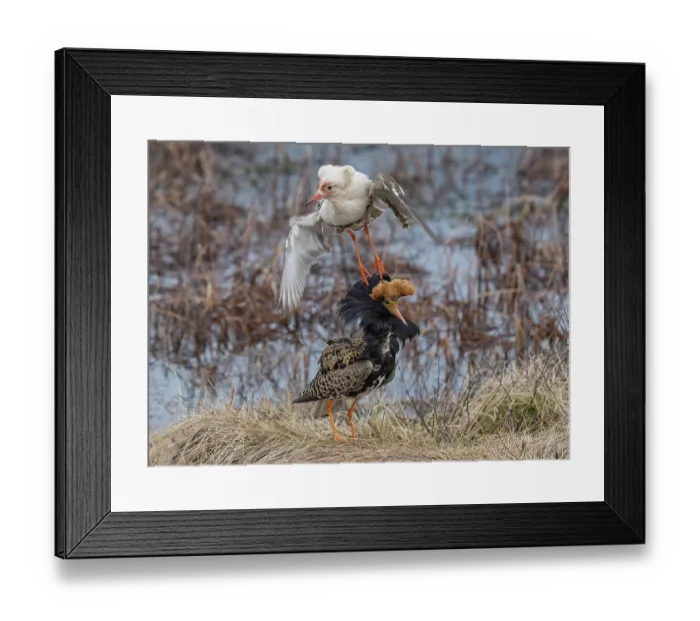 Framed Print : RF - Two Ruffs (Calidris pugnax) male, at the lek, one flying over the head of another, Pokka, Finnish Lapland. May Framed Print : RF - Two Ruffs (Calidris pugnax) male, at the lek, one flying over the head of another, Pokka, Finnish Lapland. May