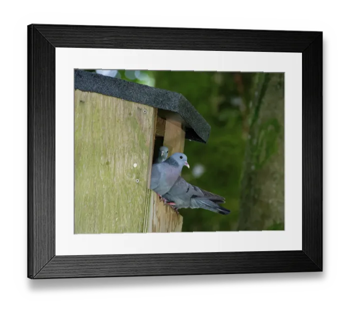 Framed Print : Stock doves (Columba oenas) pair perched at the entrance of a large nest box they are breeding in, Wiltshire garden, England, UK. June Framed Print : Stock doves (Columba oenas) pair perched at the entrance of a large nest box they are breeding in, Wiltshire garden, England, UK. June