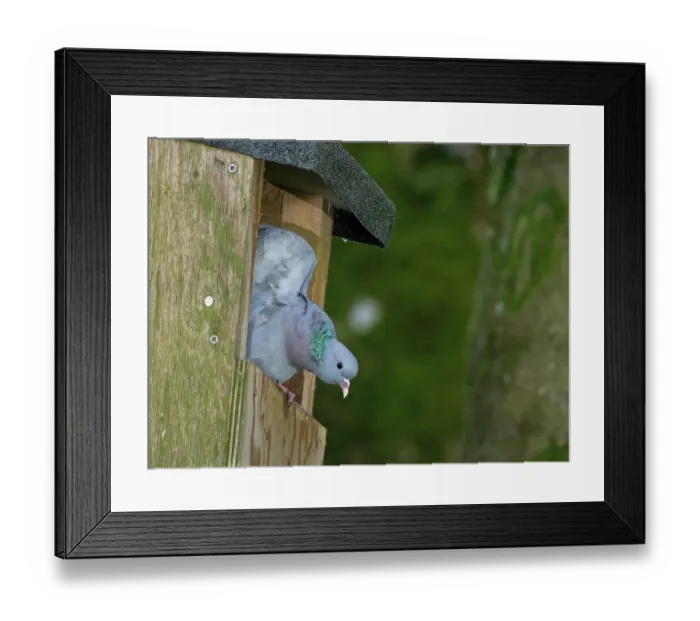 Framed Print : Stock dove (Columba oenas) stretching its wings after preening at the entrance of a large nest box, Wiltshire, England, UK, June Framed Print : Stock dove (Columba oenas) stretching its wings after preening at the entrance of a large nest box, Wiltshire, England, UK, June