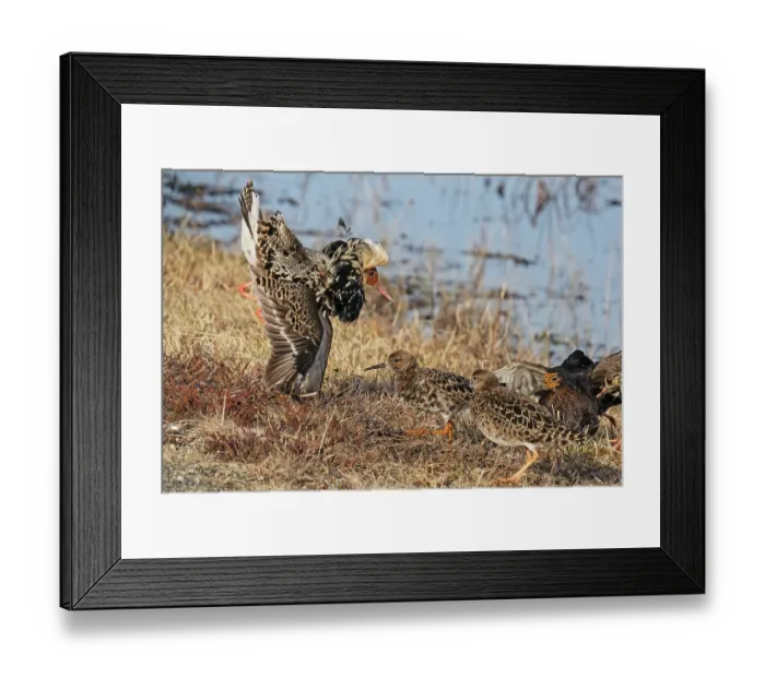 Framed Print : Three Ruffs (Calidris pugnax) male, displaying to two females at the lek, Pokka, Finnish Lapland. May