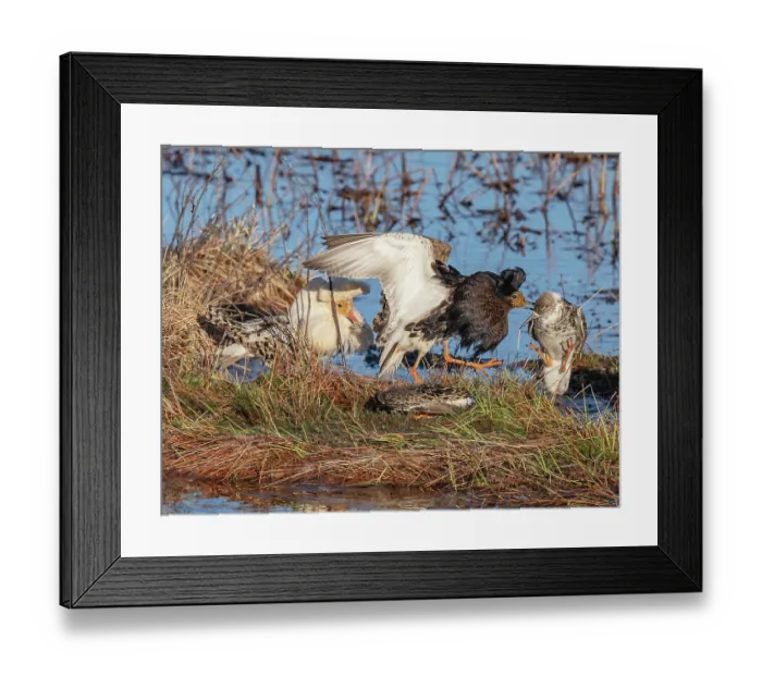 Framed Print : Four Ruffs (Calidris pugnax) on the main lek, two male in breeding plumage and two female, one male peckling at the female, Pokka, Finnish Lapland. May Framed Print : Four Ruffs (Calidris pugnax) on the main lek, two male in breeding plumage and two female, one male peckling at the female, Pokka, Finnish Lapland. May