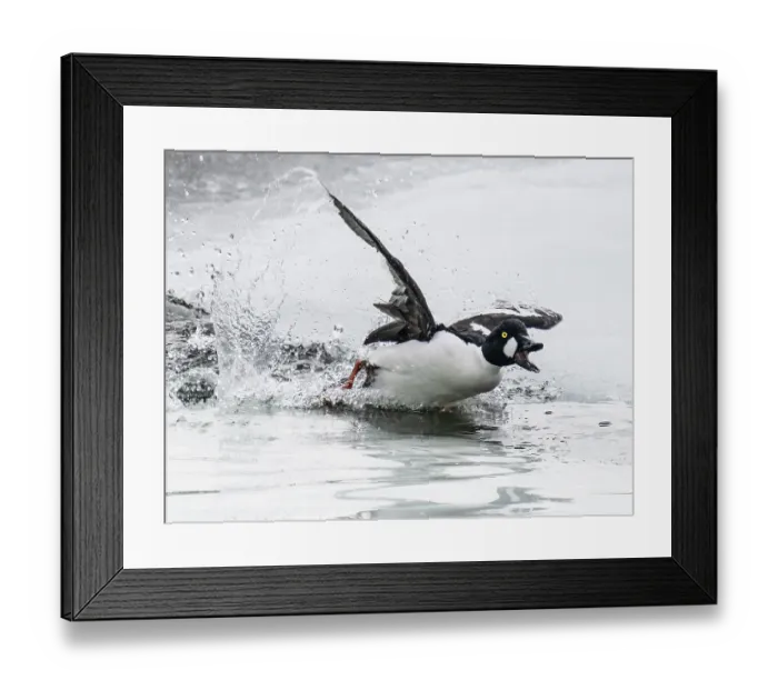 Framed Print : Common goldeneye (Bucephala clangula) male calling and chasing across a small ice melt area of a frozen lake, Porsanger Fjord, Finmark, Norway. May Framed Print : Common goldeneye (Bucephala clangula) male calling and chasing across a small ice melt area of a frozen lake, Porsanger Fjord, Finmark, Norway. May