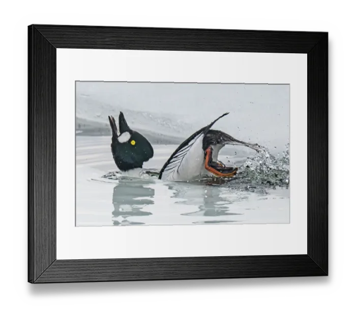Framed Print : Common goldeneye (Bucephala clangula) male calling and displaying on a small ice melt area of a frozen lake, Porsanger Fjord, Finmark, Norway. May Framed Print : Common goldeneye (Bucephala clangula) male calling and displaying on a small ice melt area of a frozen lake, Porsanger Fjord, Finmark, Norway. May