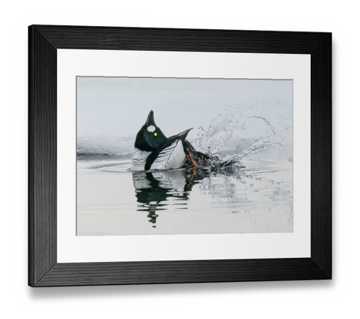 Framed Print : Common goldeneye (Bucephala clangula) male displaying on a small ice melt area of a frozen lake, Porsanger Fjord, Finmark, Norway. May Framed Print : Common goldeneye (Bucephala clangula) male displaying on a small ice melt area of a frozen lake, Porsanger Fjord, Finmark, Norway. May