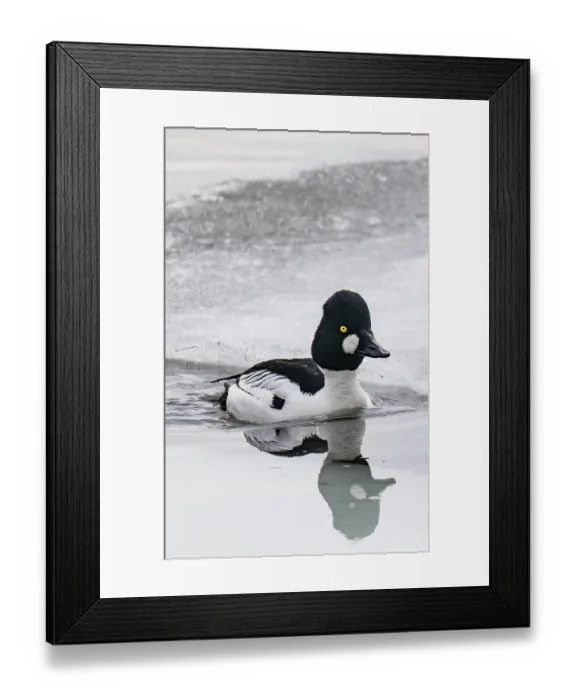 Framed Print : Common goldeneye (Bucephala clangula) male swimming across ice melt edge of lake, Porsanger Fjord, Finmark, Norway. May Framed Print : Common goldeneye (Bucephala clangula) male swimming across ice melt edge of lake, Porsanger Fjord, Finmark, Norway. May