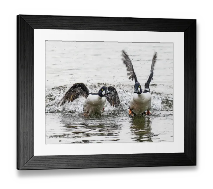 Framed Print : Two Common goldeneyes (Bucephala clangula) male calling and chasing off another male from a small ice melt area of a frozen lake, Porsanger Fjord, Finmark, Norway. May Framed Print : Two Common goldeneyes (Bucephala clangula) male calling and chasing off another male from a small ice melt area of a frozen lake, Porsanger Fjord, Finmark, Norway. May